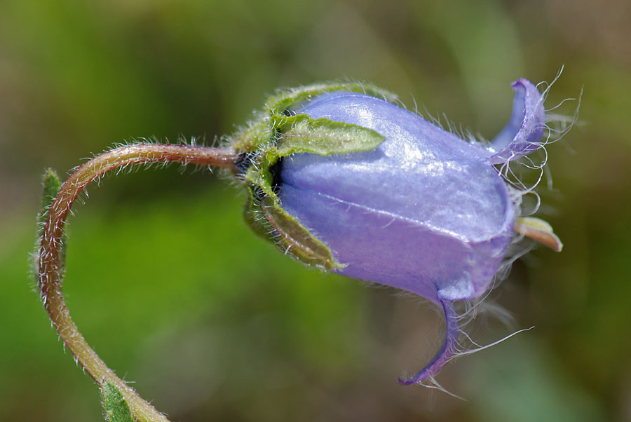 Campanula barbata / Campanula pelosa